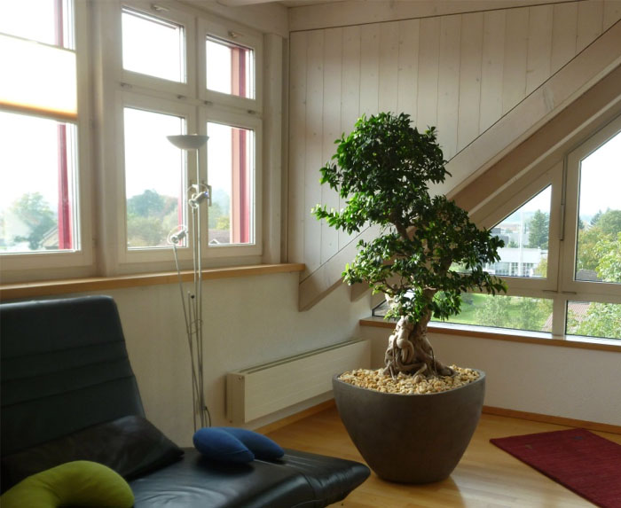 Hydro Bonsai - Ficus microcarpa Bonsai im Ateliervierkant HK60, ein sehenswerter Mitbewohner