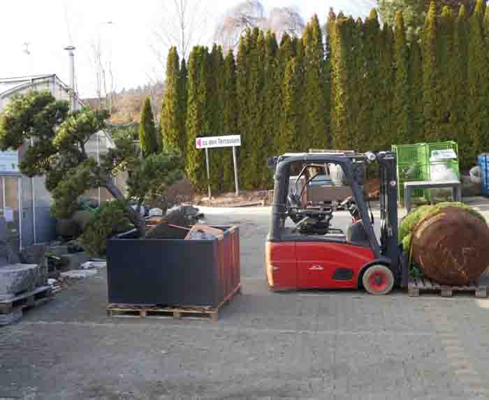 Pinus Bonsai - die Pflanze ist zu gross auf dem Laster daher wird er vor Ort bepflanzt