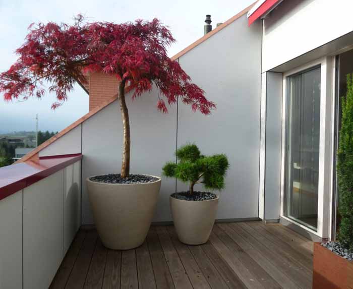 Stämme lassen Raum - Der Acer palmatum Stamm lässt trotz seiner Grösse viel Raum auf der kleinen Terrasse