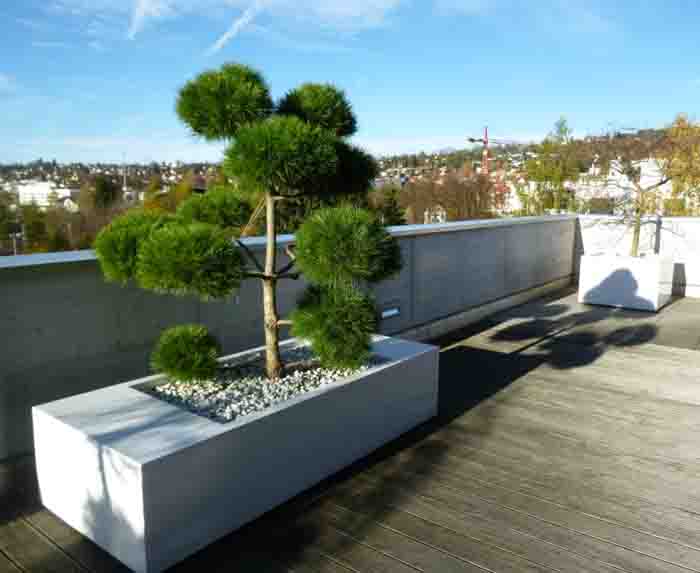 Terrasse in weiss - Fiberstone Glossy white Jumbo seating mit Pinus Ponpon Bonsai