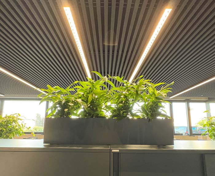 hoch oben - Bepflanzung mit Dracaena surculosa in Stahlgefäss nach Mass