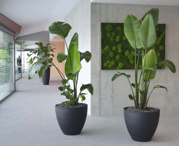 Aepli Metallbau AG - Die Strelitzia in den  dunklen PotteryPots ist eine ideale Kombination.