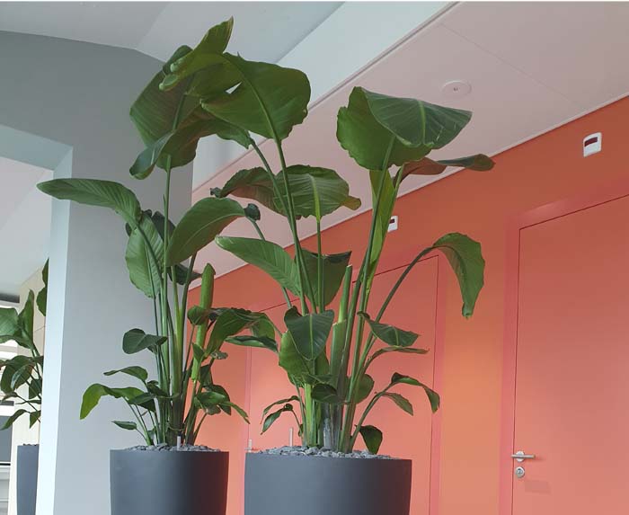 Aepli Metallbau AG - In der hohen PotteryPots Vase wirken die Strelitzien als grüner Raumtrenner.