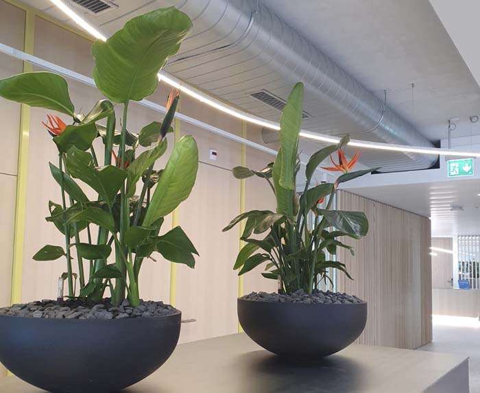 Aepli Metallbau AG - Auch in der schwarzen PotterPots Schale machen sich diese Strelitzia wunderbar auf dem Korpus.