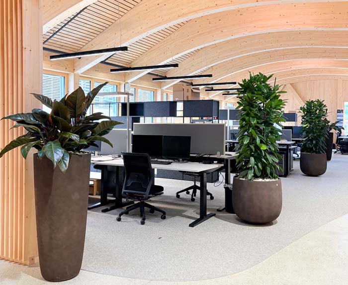Blumer-Lehmann AG - Ficus und Phylodendron
