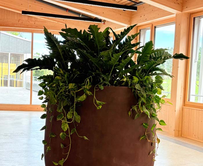 Philodendron narrow - üppig und verwachsen