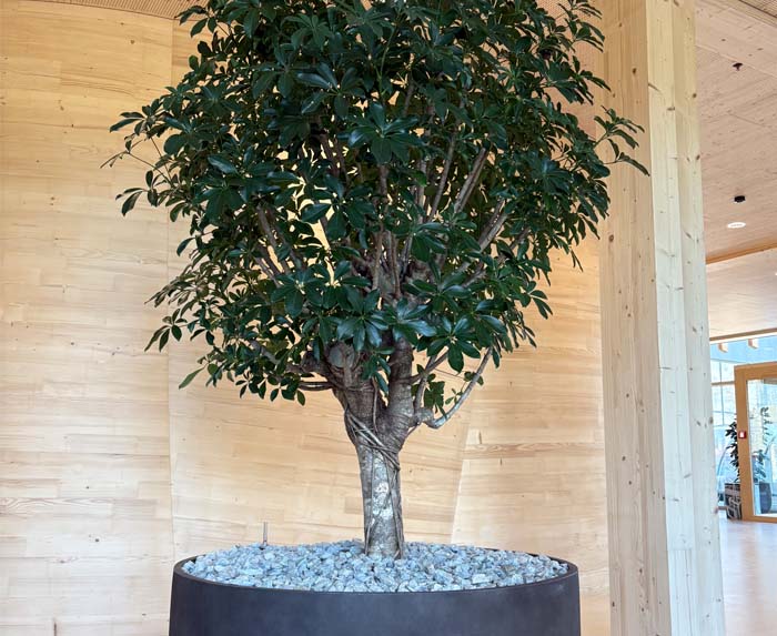 Schefflera Baum - Strahlenaralie ein echter hingucker