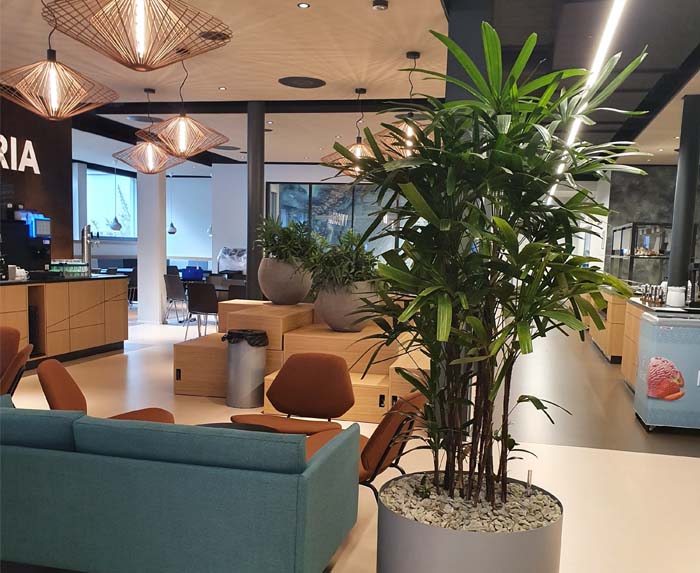 CSL Vifor Schweiz - In ihrem schlichten Topf präsentiert sich die Rhapis von ihrer schönsten Seite.