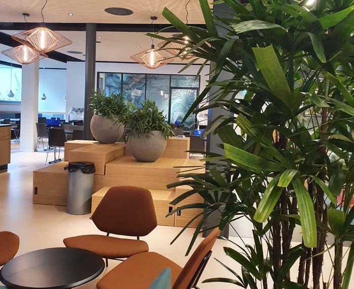CSL Vifor Schweiz - Die Rhapis Palme bringt etwas Feriengefühl in den Pausenraum.