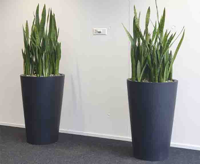 Gema - Die  Sansevieria bringen Farbe vor die weisse Wand.
