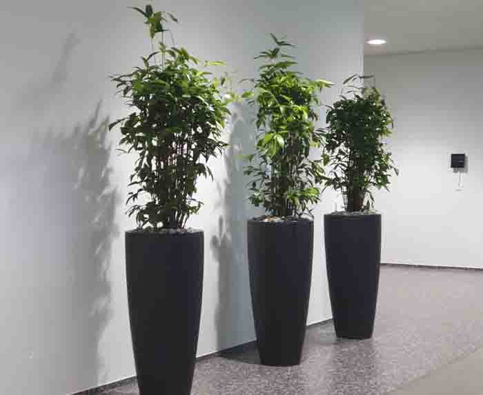 Gema - In den hohen PotteryPots Vasen brechen die Dracaena surculosa die grosse weisse Wand.