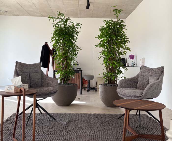 Bambusartiger Drachenbaum - ideale Pflanzenwahl für dunkle Standorte