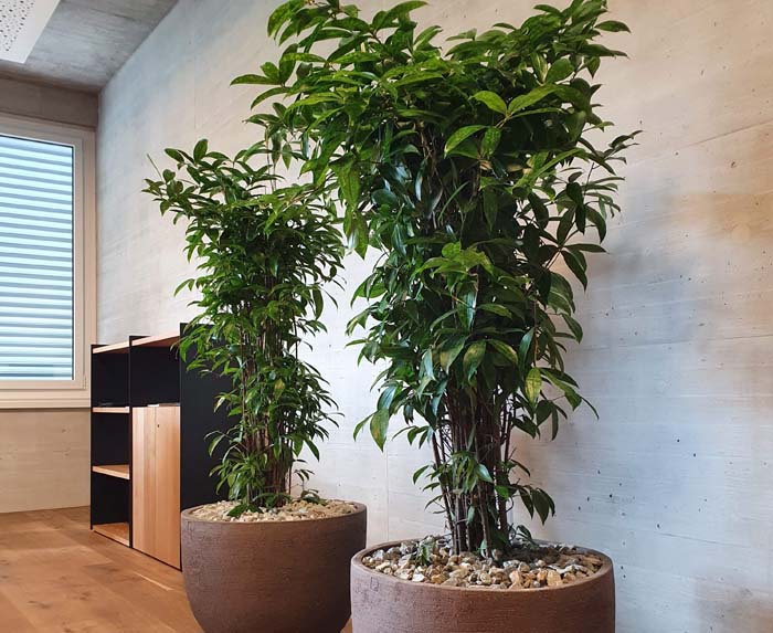 Regloplas AG - Die beiden Dracaena Surculosa bringen Farbe vor die kahle Wand.