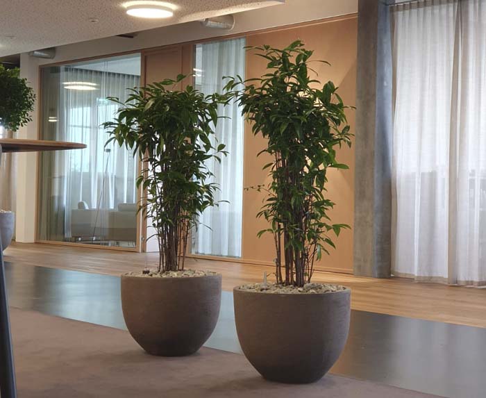 Regloplas AG - Die zwei Dracaena Surculosa im Atelier Vierkant dienen als grüner Raumtrenner im Büro.