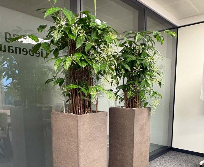 Stiftung Liebenau AG - Blüten - Dracaena surculosa mit ihrer Blütenpracht