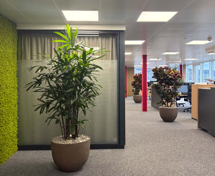 Bürobegrünung bei Stiftung Liebenau AG