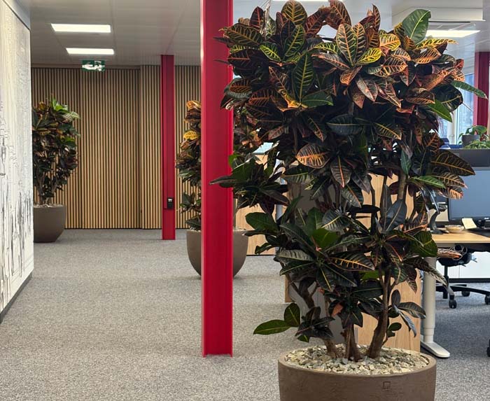 Stiftung Liebenau AG - Farbenfrohe Pflanzen