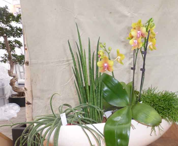 Für das Sideboard - Bepflanze Keramikschale mit auswechselbarem Blüher