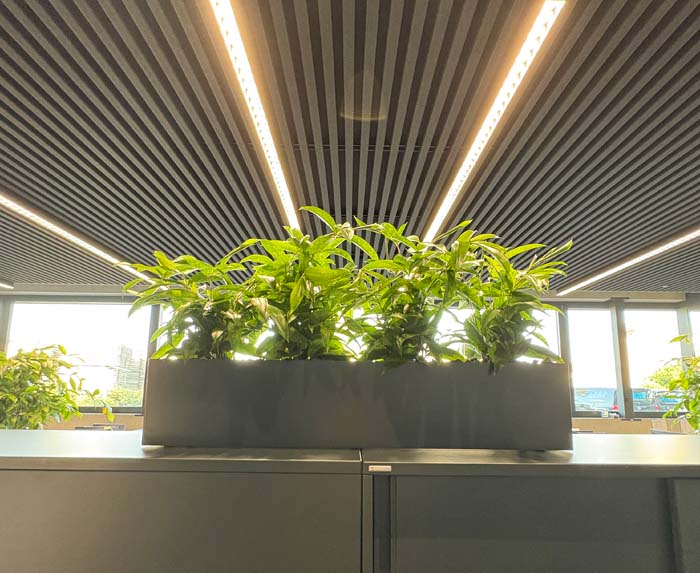 hoch oben - Bepflanzung mit Dracaena surculosa in Stahlgefäss nach Mass