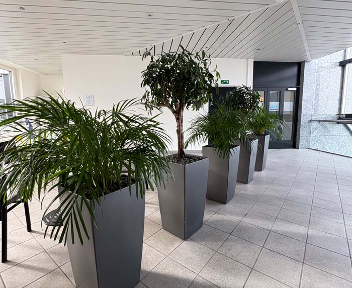 Natürliche Trennwand - unter Palmen und Strahlenaralien die Pause geniessen