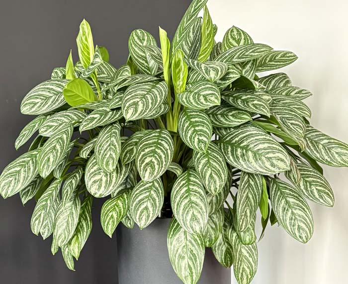 Aglaonema Kolbenfaden - Immer ein hingucker