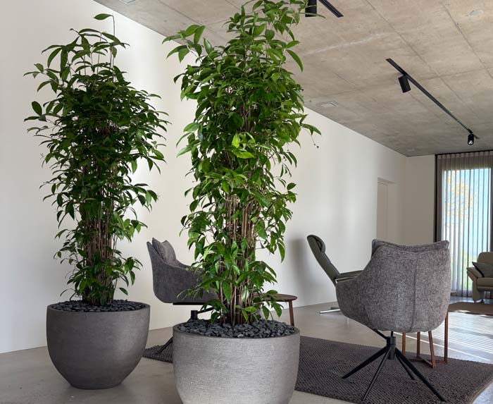 Pflegeleicht - Dracaena surculosa immer eine gute Wahl