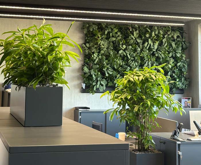 Raumklima - Grün und belebt wirkt das neue Büro mit Drachenbaum und grüner Wand