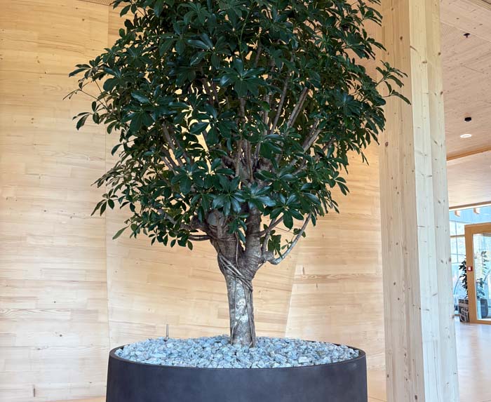 Schefflera Baum - Strahlenaralie ein echter hingucker