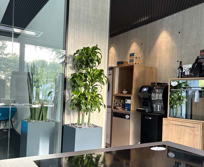 Stahl - Drachenbaum Dracaena dorado in Stahlgefäss auf Rollen