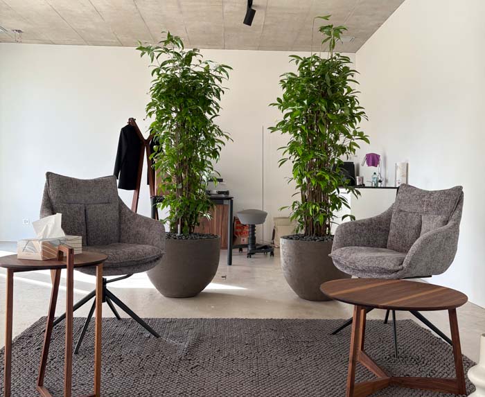 Bambusartiger Drachenbaum - ideale Pflanzenwahl für dunkle Standorte