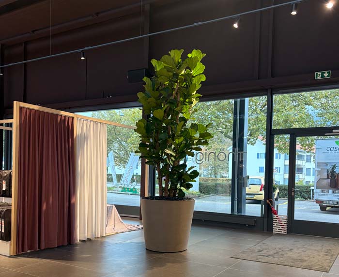 Bettenhaus Thönig - Ficus lyrata Geigenfeige in Ecopot Recycling Gefäss