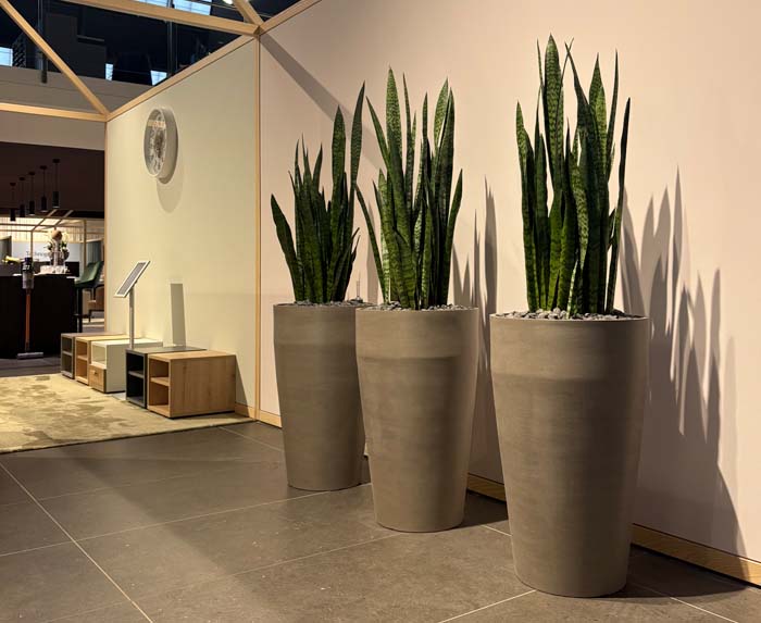Bettenhaus Thönig - Sansevieria in Ecopot Recycling Gefässen