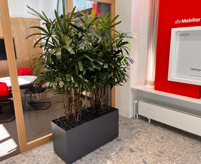 die Mobiliar - Raphis excelsa als Sichtschutz