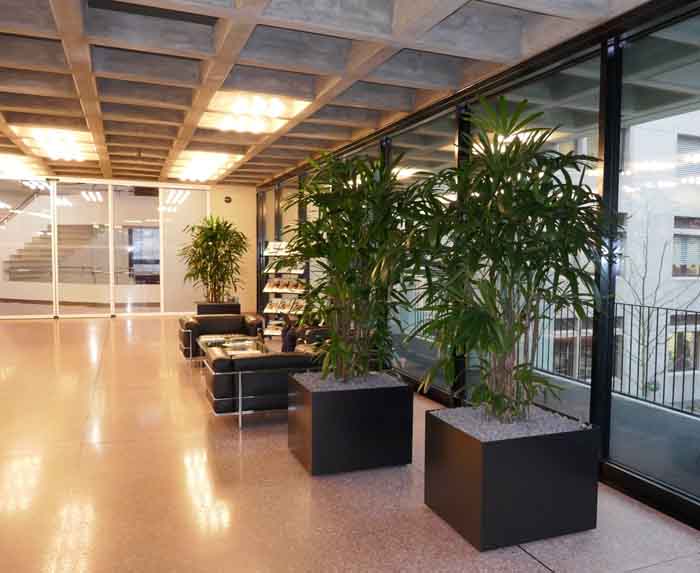 Helvetia St. Gallen - mobile Stahl Gefässe mit Rhapis excelsa