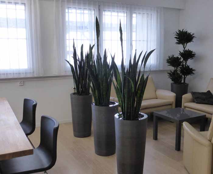 Treuhandbüro - Eine wohnliche Atmosphäre mit Krappa winding graphit, Sansevieria Coral Black und Dracaena compacta