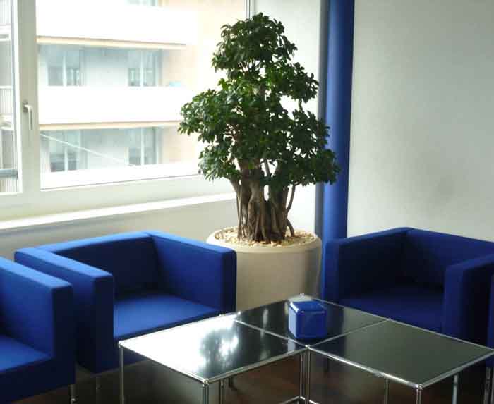 Adcubum AG - Eine Spezialität, Ficus microcarpa Bonsai im Polystone Topf schafft eine wohnliche Atmosphäre