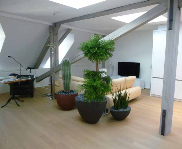 Wohnraum - Eine exklusive Bepflanzung mit Araucaria (Zimmertanne), Pachycereus (Säulenkaktus) und Sansevieria Mikado in Ateliervierkant Gefässen