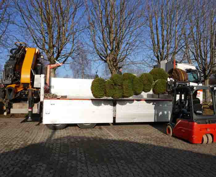 Cupressoparis PonPon - liegend verladen geht der Transport zum Kunden