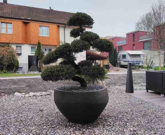 Juniperus Bonsai - im Atelier Vierkant Gefäss ein echter hingucker