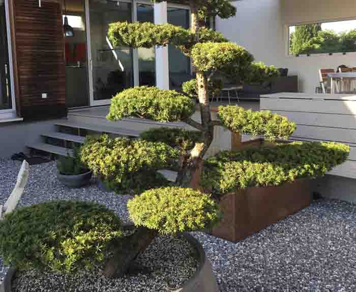Taxus baccata Bonsai - Japan im eigenen Garten, einfach perfekt