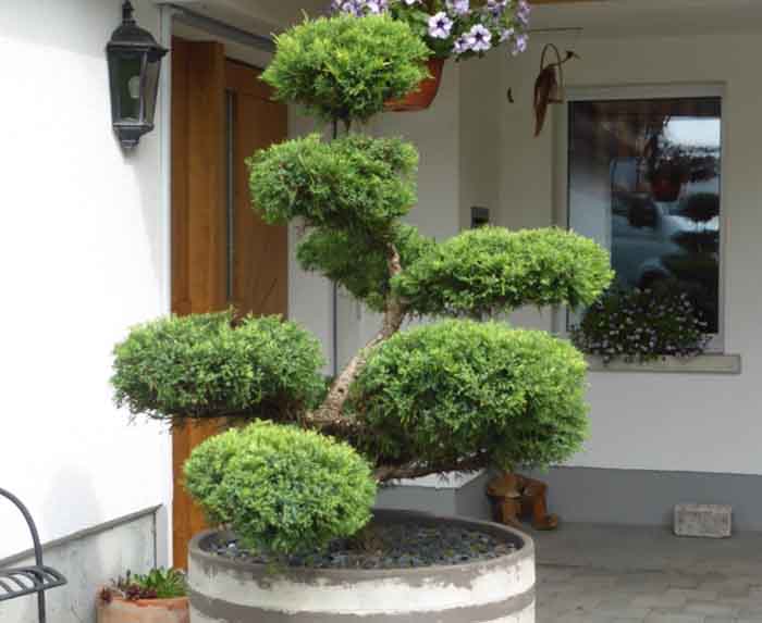 Wacholder Bonsai - Attraktiv vor jedem Eingang, Juniperus pfitzeriana aurea Bonsai im Atelierviekant UE80