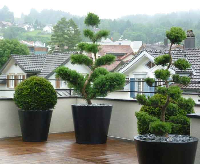 Eine saubere Sache - Eine Kombination von Juniperus und Taxus Bonsai mit Taxus Kugeln
