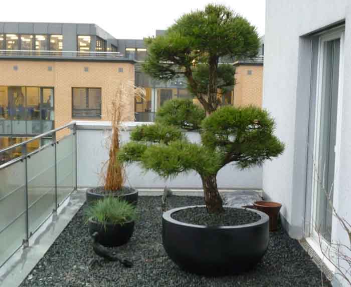 Pinus sylvestris Bonsai - Föhren Bonsai im Kies und Gräsergarten