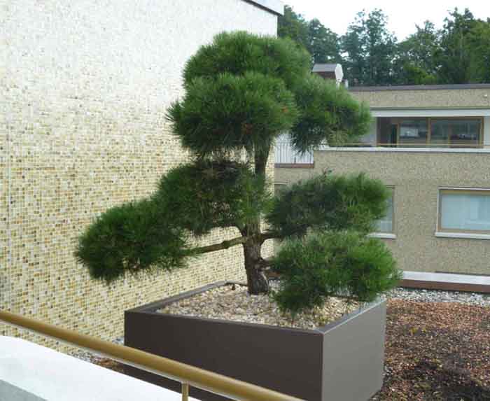Pinus watereri Bonsai - Eine Wucht im Aluminiumgefäss 100x100cm