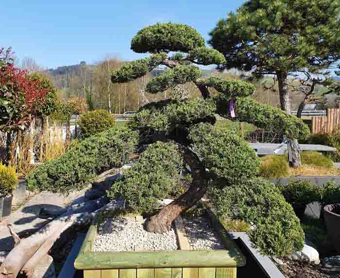 Juniperus chinensis Bonsai - Mindestens 40 Jahre alt!