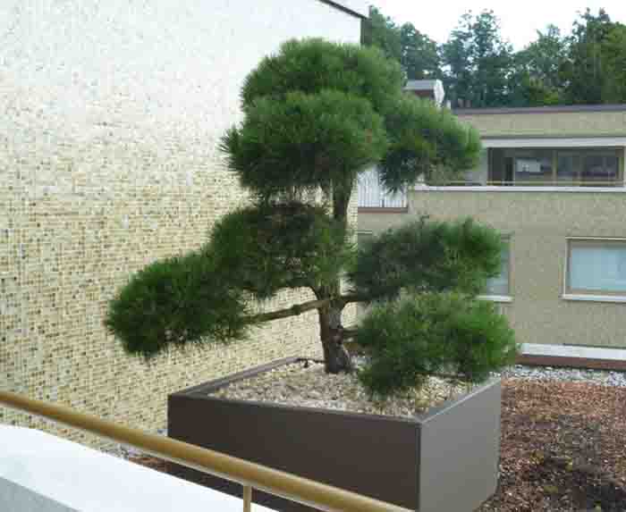 Eyecatcher - Dominanter Pinus Bonsai im Aluminiumgefäss 100x100cm