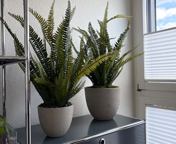 Nephro am Wald - Textilfarn in Pottery pots Gefässen