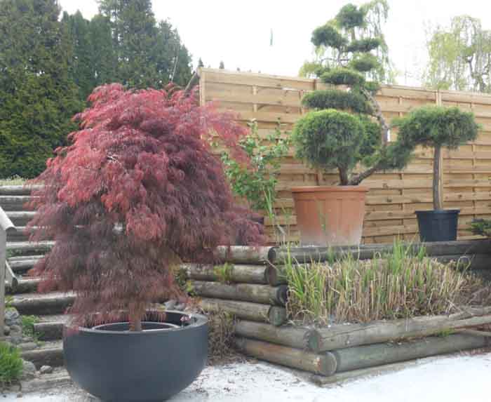 Japanischer Schlitzahorn - Dekorativ und sehr beliebt für Garten und Terrasse