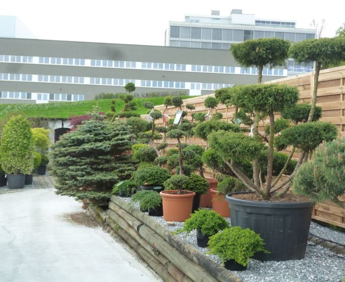 Eyecatcher - Bonsai, Ahorn oder Solitär, wir zeigen ein ausgesuchtes Sortiment an Terrassenpflanzen