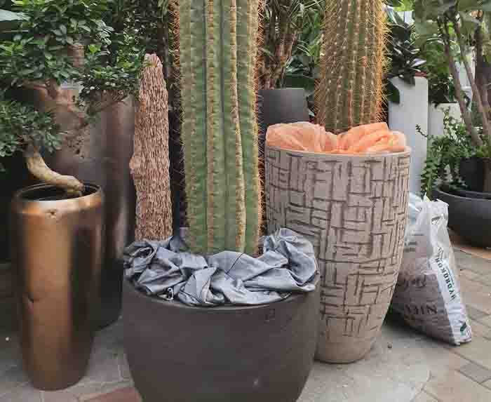 Kaktus - Für Stachelige Liebhaber
